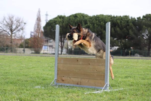 Concours d’obéissance canine à Distroff