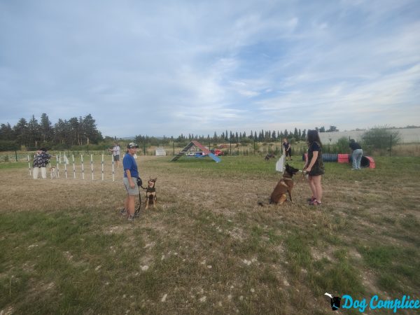 Journées canines Dog Complice