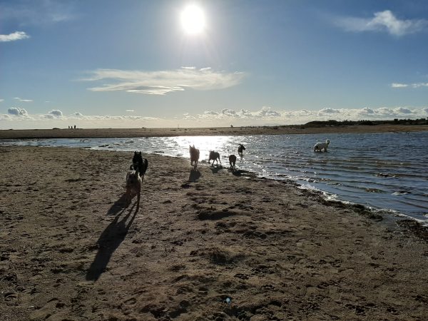 1ère matinée canine agathoise