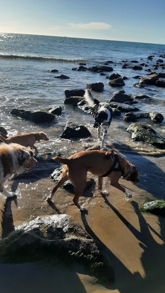 1ère matinée canine agathoise