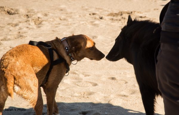 1ère matinée canine agathoise