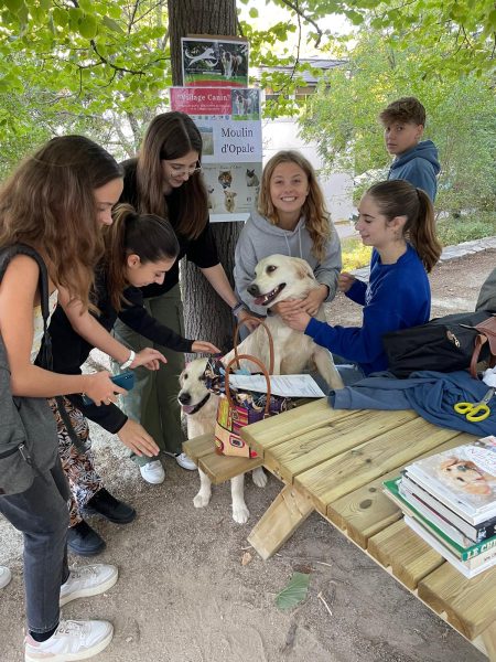 Village canin à Montpellier