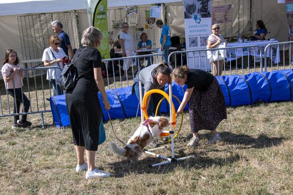 Animaux en Fête à Bron