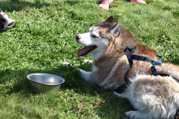 La fête des huskies