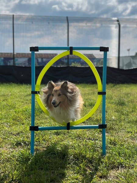 Journée mondiale des animaux à Rouen