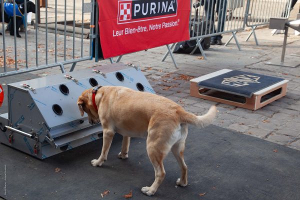 Journée « Super Chiens » à Maisons-Alfort