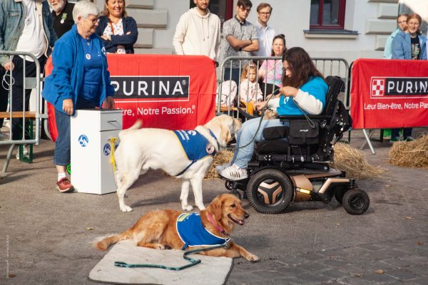 Journée « Super Chiens » à Maisons-Alfort