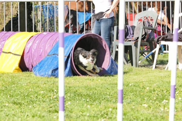 Concours d’agility à Neuilly-sur-Marne