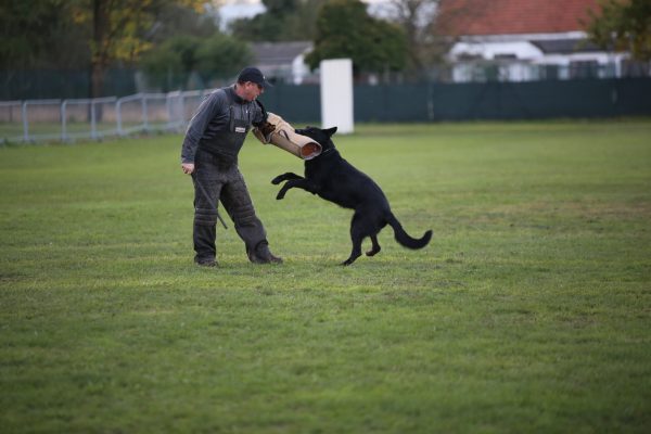 Journée portes ouvertes et ateliers pour enfants autour du chien à Haguenau