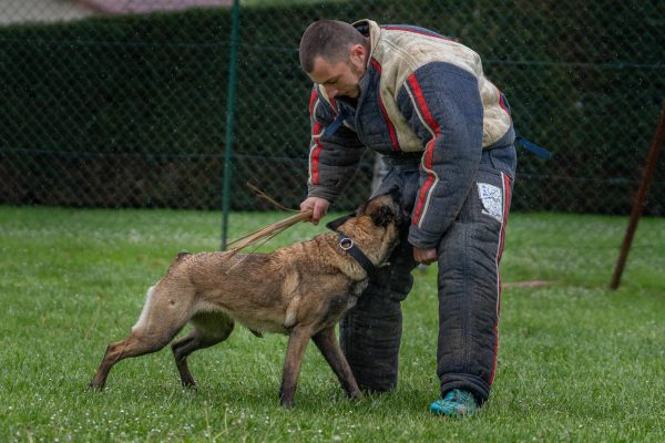 Démonstration cynotechnique à Gramat