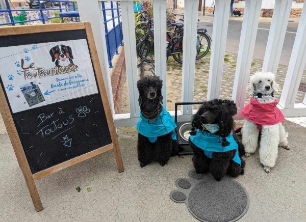 Les chiens à l’honneur à l’office du Tourisme de la Baie de Somme