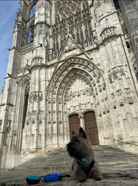 Les chiens à l’honneur à l’office du Tourisme de Beauvais