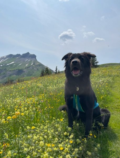 Les chiens à l’honneur à l’office du Tourisme de Cordon