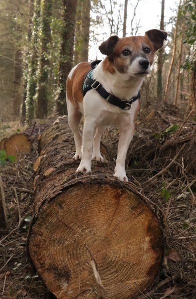 Les chiens à l’honneur à l’office du Tourisme de la Côte Ouest Centre Manche