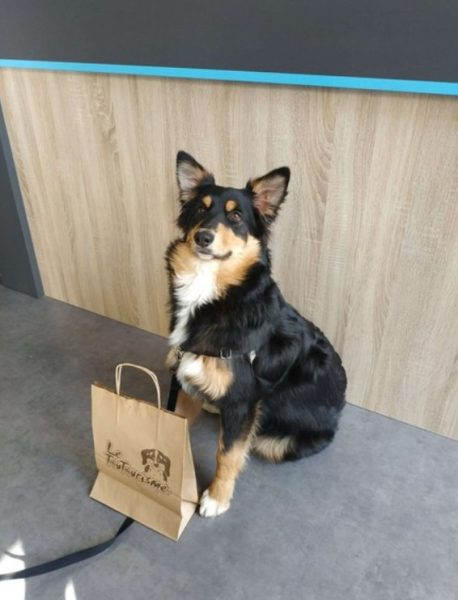 Les chiens à l’honneur à l’office du Tourisme de Coutances