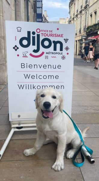 Les chiens à l’honneur à l’office du Tourisme de Dijon