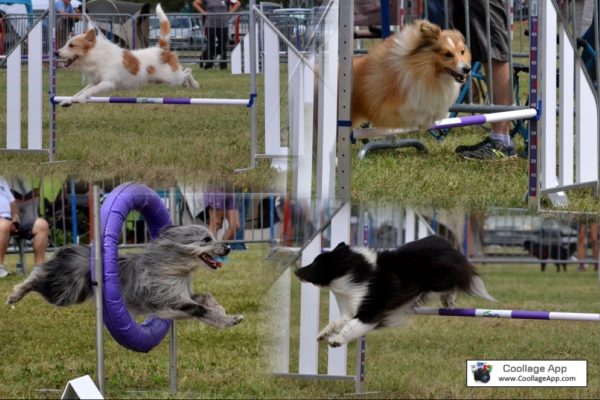 Concours d’agility à l’Isle-Jourdain