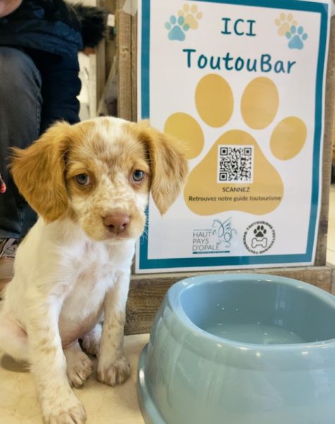 Les chiens à l’honneur à l’Office de Tourisme du Haut-Pays d’Opale