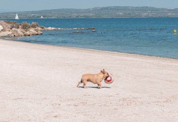 Les chiens à l’honneur à l’office du Tourisme d’Istres
