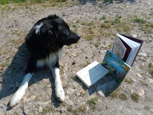 Atelier lecture avec le chien à Rouen