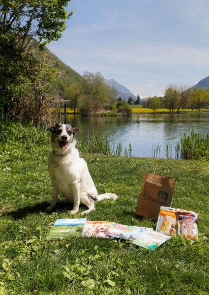 Les chiens à l’honneur à l’Office de Tourisme de Mole et Brasses