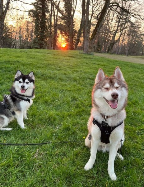 Les chiens à l’honneur à l’Office de Tourisme du Pays de Montbéliard