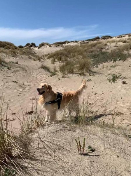 Les chiens à l’honneur à l’office du Tourisme de Montreuil-sur-Mer