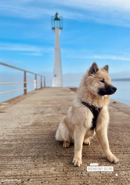 Les chiens à l’honneur à l’Office de Tourisme de Rochefort