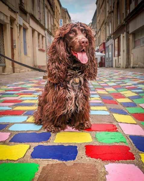Les chiens à l’honneur à l’office du Tourisme de Charleville-Mézières