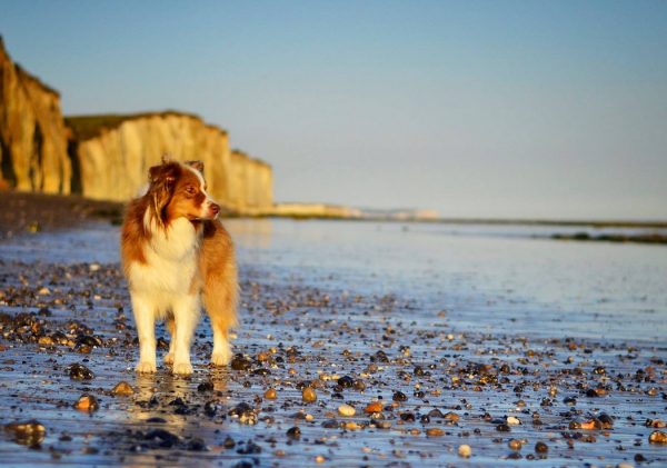 Les chiens à l’honneur à l’Office de Tourisme du Terroir de Caux