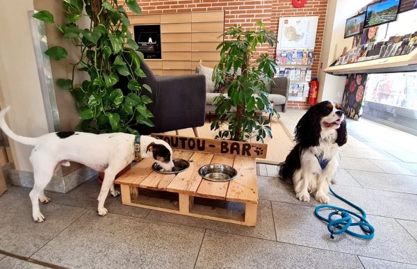 Les chiens à l’honneur à l’office du Tourisme d’Albi
