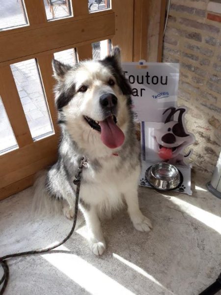 Les chiens à l’honneur à l’office du Tourisme de Troyes