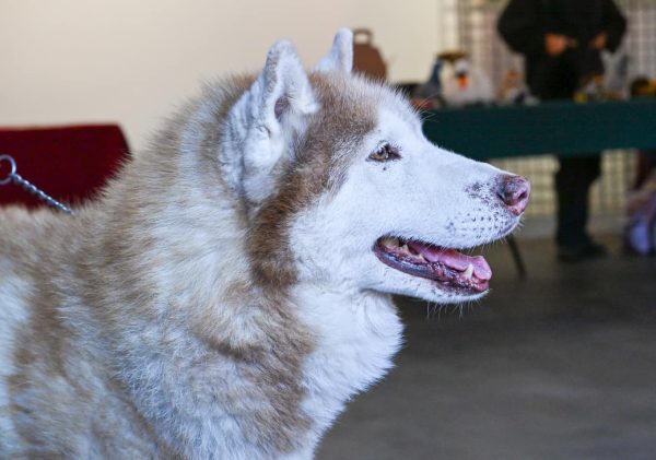 La fête des animaux à Alfortville