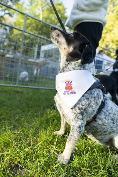 Fête des animaux à Drancy