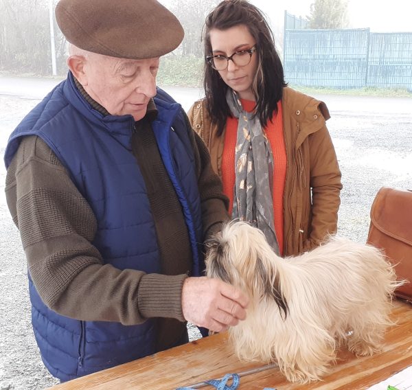Séances de confirmation de chiens de race à Cherveux
