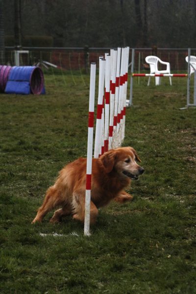 Concours national d’agility à Challans