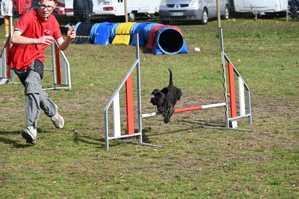 Concours national d’agility à Challans
