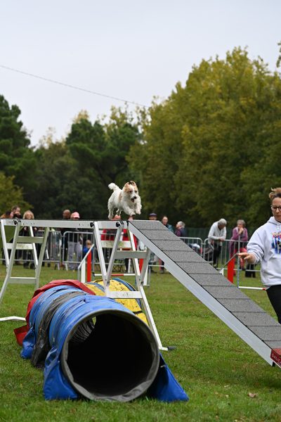 Concours national d’agility à Challans