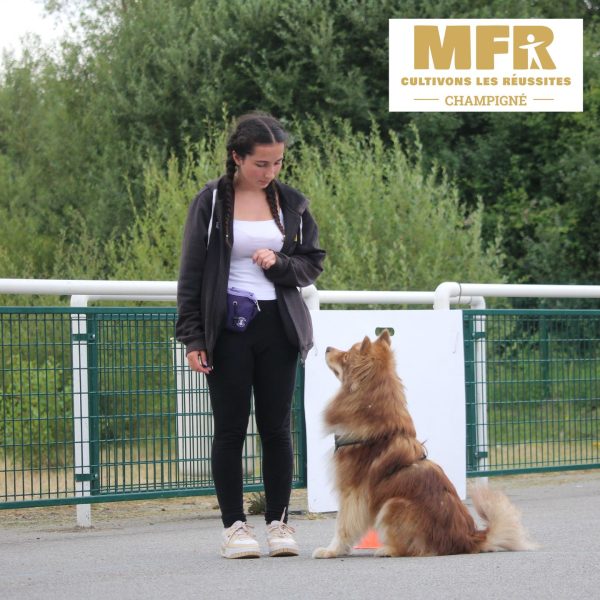Découverte du chien pour les enfants à Champigné