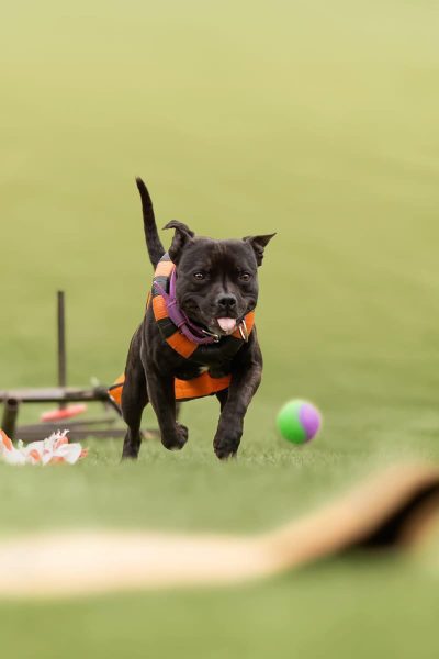 Balade de staffies à Vatteville-la-Rue