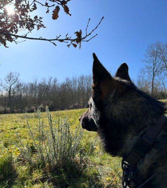 Rencontre avec les équipes cynotechniques de recherche et sauvetage à Gouzens