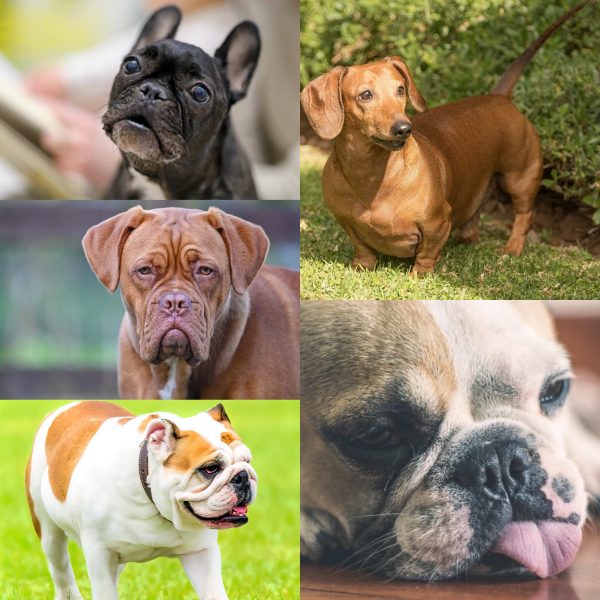 Conférence sur la santé canine en visio à Paris