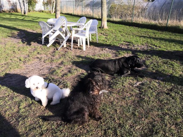Ateliers de médiation canine à Juvisy-sur-Orge