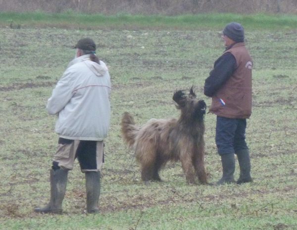 Concours de pistage français à Saint-Julien-de-Chédon