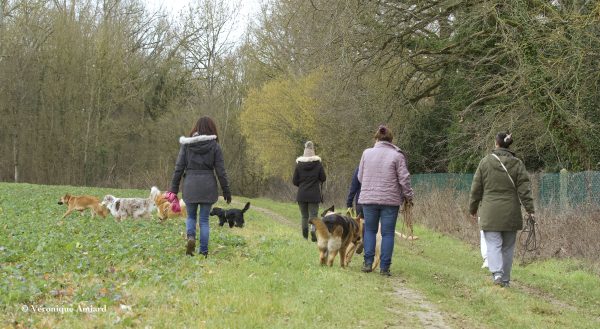 Balade ludique et canine à Saint-Valérien