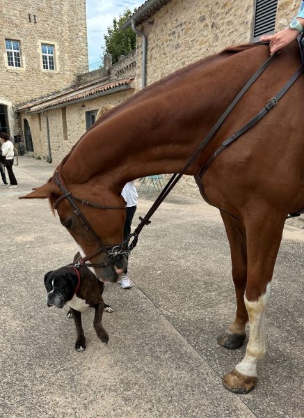 La fête des animaux à Trets