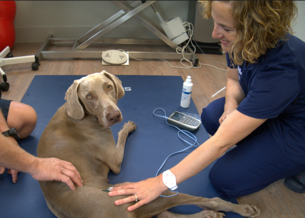 Formation aux techniques et exercices de base en physiothérapie à Rennes