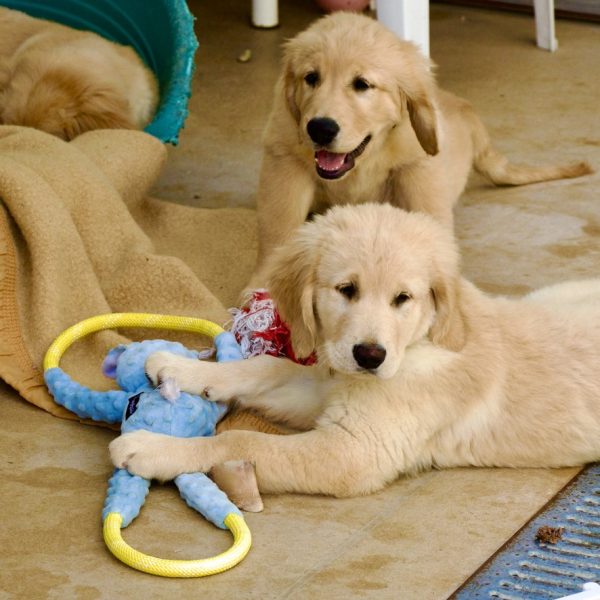 Journée portes ouvertes à l&rsquo;école des chiens guides de Paris