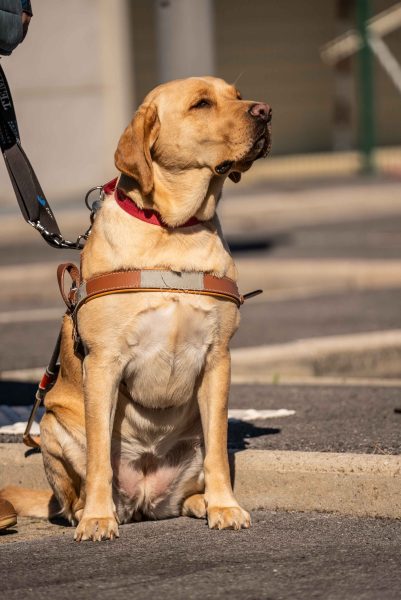 Journée des chiens guides d’aveugles à Coubert