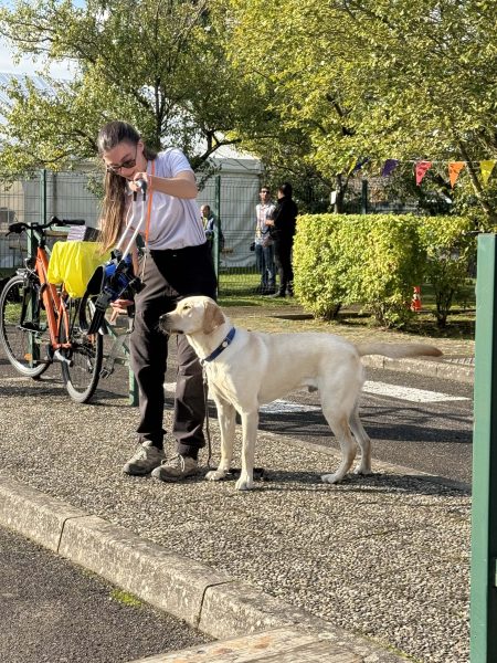 Journée des chiens guides d’aveugles à Woippy